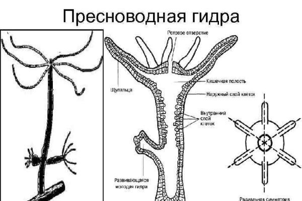 Сайт кракен тор