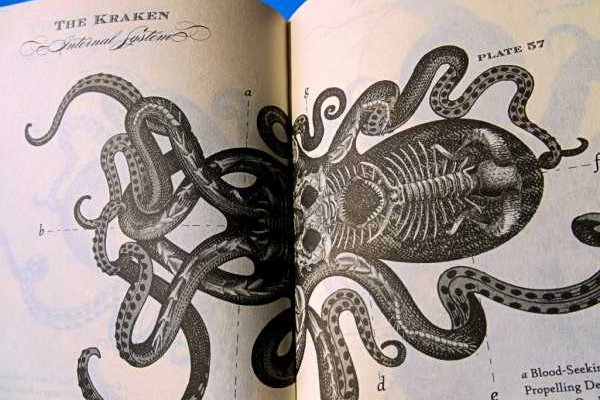 Кракен упал